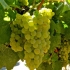 Opis winogron chardonnay i zastosowań do produkcji wina